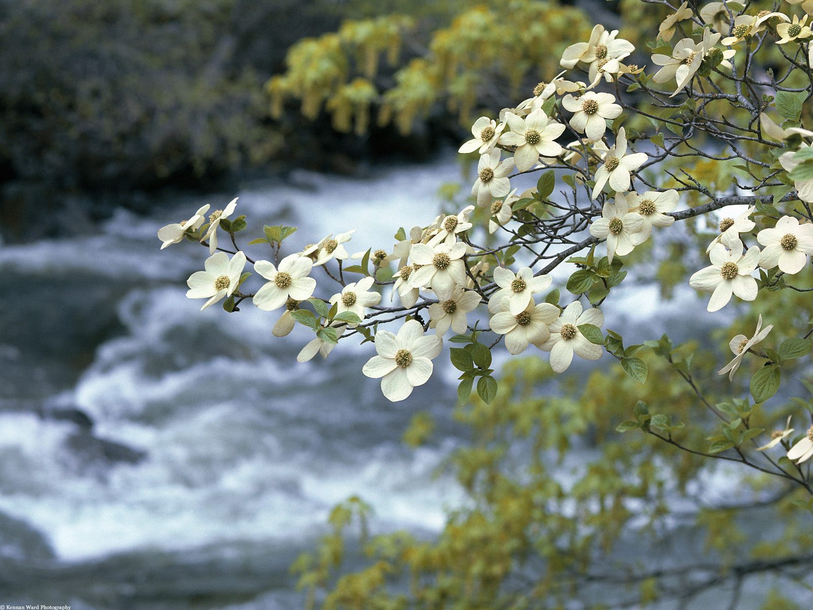 река, кустарник, цветы скачать